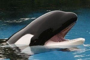 Blackfish a Whale of a PR Problem for SeaWorld